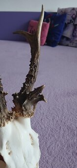 Trofeje raritnych srncov - 4