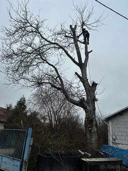 Pílenie stromov - 4