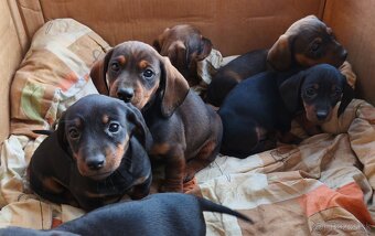 jazvečík krátkosrstý - 4