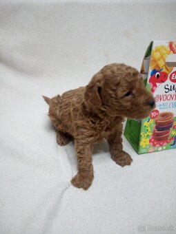 Pudel trpasličí - 4