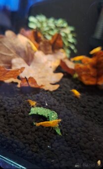 🦐Domace krmivo pre akvaristicke krevety 🦐 - 4