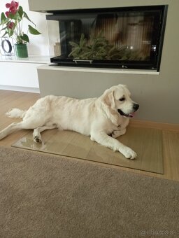 Zlatý retriever - 4