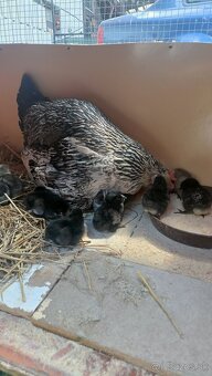 kvočka + 12 ks kuriatok ( Australorpka + Wyandotka ) - 4