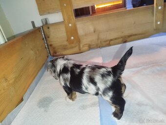 Yorkshire biewer blue merke - 4