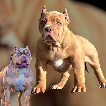 American bully XL XXL - 4