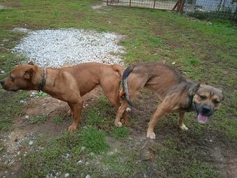 Bandog - 4