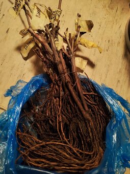 Predám sadenice viniča - 4