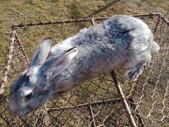 Predám králiky Šarišský obrovity - 4