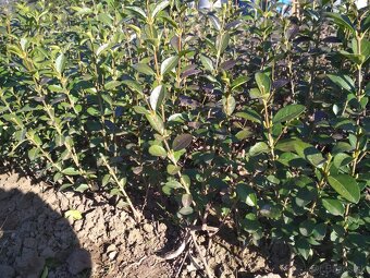 Vtáči zob sadenice - 4