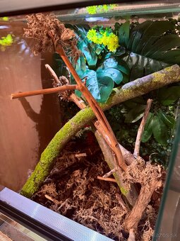 Terárium + Pagekon - 4
