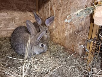 králiky, zajace - 4
