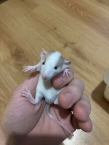 Dumbo potkanik - 4