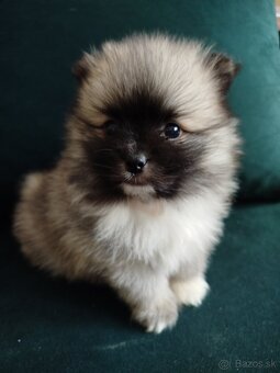 Pomeranian +nemecký špic - 4