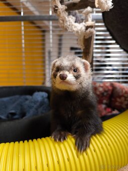 Fretka, mladé fretky na adopciu - 4
