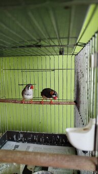 Predám zebričky - 4