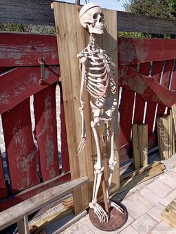 Kostra človeka. Starožitná - 4