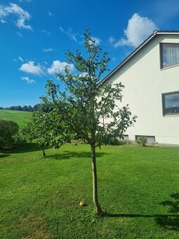 Frézovanie pňov, spiľovanie stromov - 4