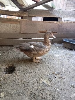 Pižmove kacice a kačery - 4