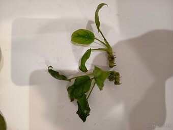 Rastliny do akvária - 4