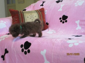 Pudel Toy čokoládová - 4