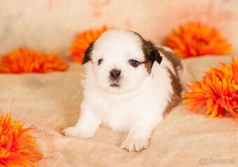 ❤ Shih-Tzu šteniatka - 4