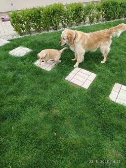 Zlatý retriever šteniatka - 4