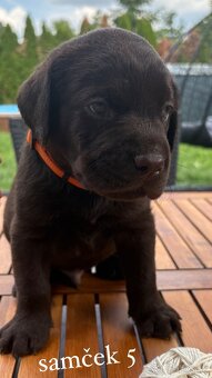 REZERVOVANÉ VŠETKY Labrador-šteniatka - 4