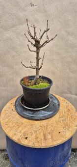 Bonsai Javor - 4