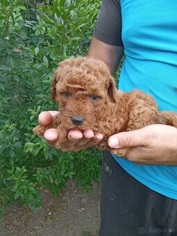 pudel Red trpasličí - pudlík - 4