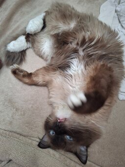 Ragdoll - 4