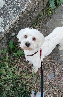 Maltipoo Tony❤️ - 4