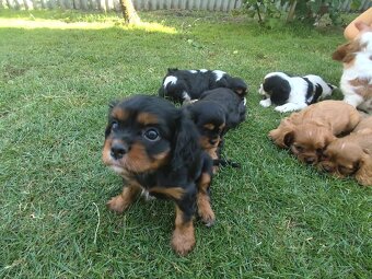 Šteniatka Cavalier king Charles španiel, kavalier - 4