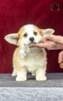 Predám sučku plemena Welsh Corgi Pembroke - 4