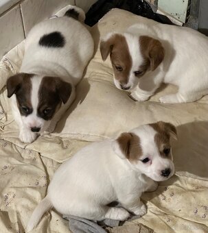 Jack Russel teriér - 4