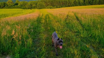 Cane Corso - 4