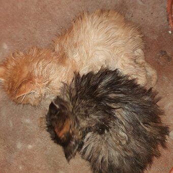 Ponukam krizence mainskej myvalej macky - 4