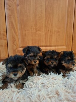 Yorkshirsky terier York - 4