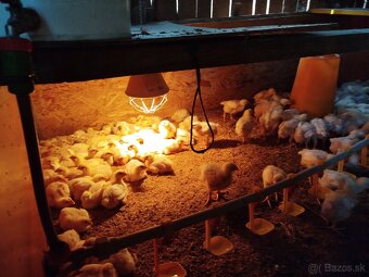 Brojlerove kuriatka - 4