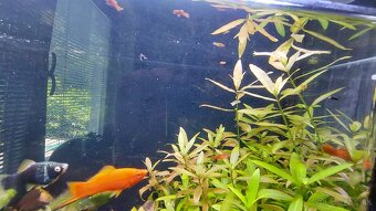 Hygrophila polysperma - 4