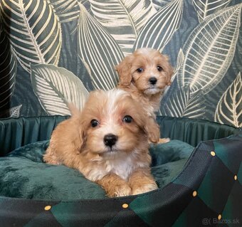 Maltipoo exkluzivní štěňátka - 4