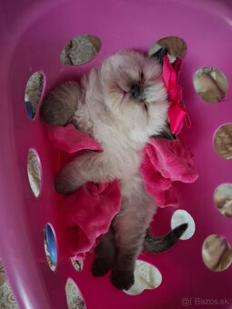 Ragdoll - 4
