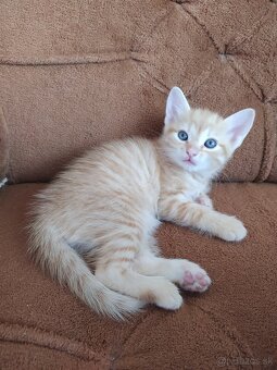 Darujem mačiatka - 4