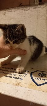 Darujem maciatka - 4