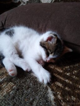 3 rozkošné mačiatka DARUJEM - 4