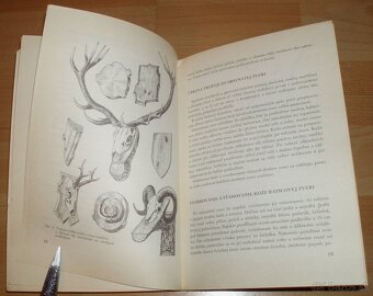 Poľovnícke trofeje a výrobky - 4