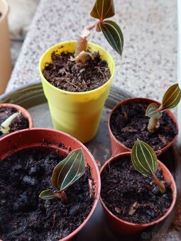 Ludisia discolor - 4