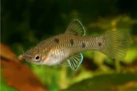 Phalichthys quadripunctatus - 4