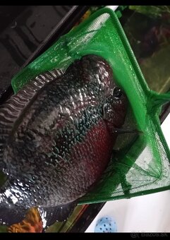 Darujem cichlidu Flowerhorn a africke cichlidy - 4