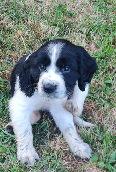 Anglický springerspaniel - 4