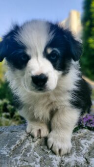 Welsh Corgi Pembroke - 4